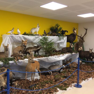 Exposition faune et flore